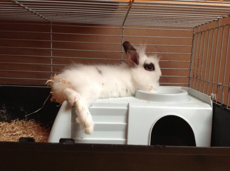 Szieszta a házikón